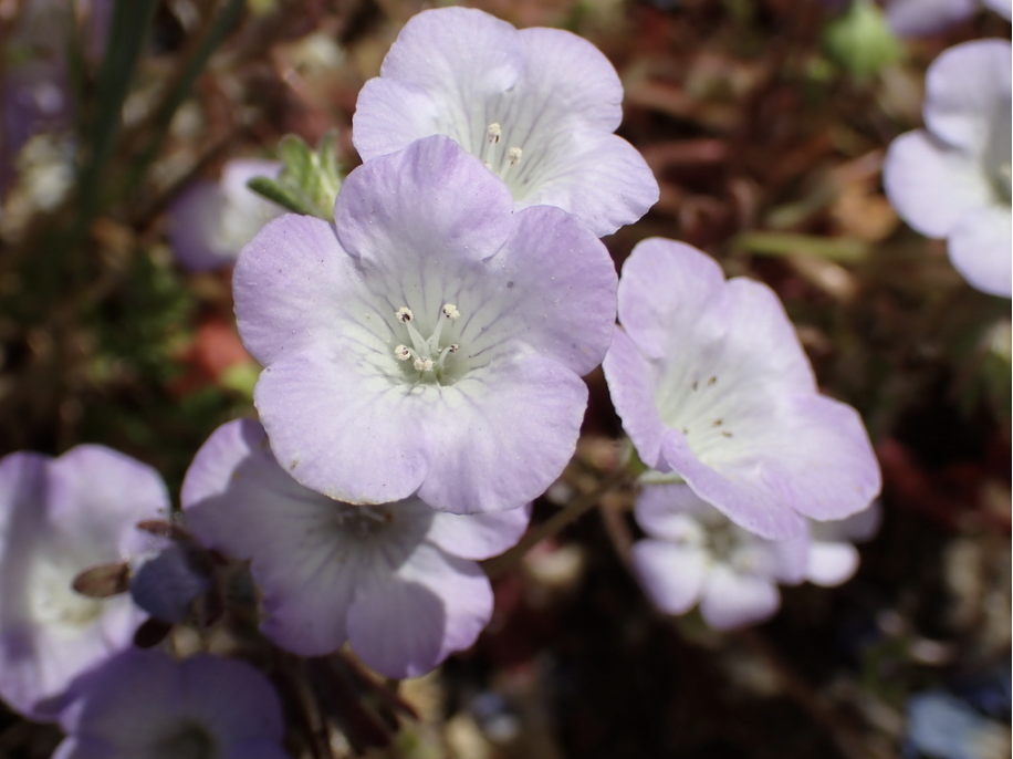 California Central Valley Botany | Notes...
