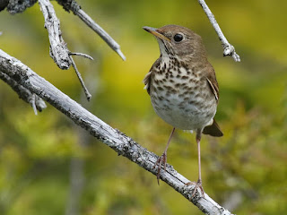 The Bird Within Us