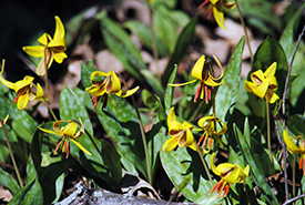 Trout lily (Sean Feagan/NCC)