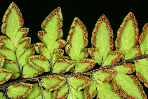 WeDigBio 2025 – Appreciation | Notes from...